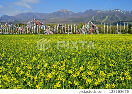 A field of rapeseed flowers, carp streamers, warrior flags and the Nasu mountain range A field of rapeseed flowers, carp streamers, warrior flags and the Nasu mountain range 122165676