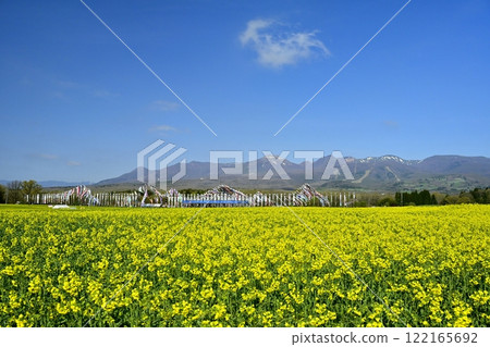 A field of rapeseed flowers, carp streamers, warrior flags and the Nasu mountain range A field of rapeseed flowers, carp streamers, warrior flags and the Nasu mountain range 122165692