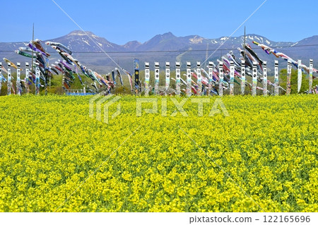 A field of rapeseed flowers, carp streamers, warrior flags and the Nasu mountain range A field of rapeseed flowers, carp streamers, warrior flags and the Nasu mountain range 122165696