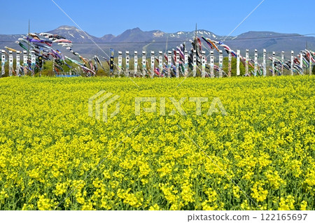 A field of rapeseed flowers, carp streamers, warrior flags and the Nasu mountain range A field of rapeseed flowers, carp streamers, warrior flags and the Nasu mountain range 122165697
