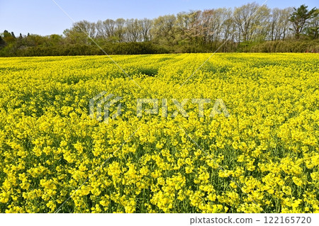 那須心心農場油菜花田 那須心心農場油菜花田 122165720