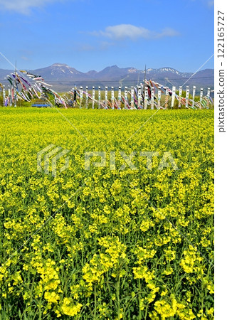 油菜花田、鯉魚旗、武士旗、那須山脈 122165727