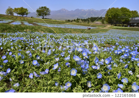 那須花卉世界的粉蝶花田裡的那須山脈 122165868