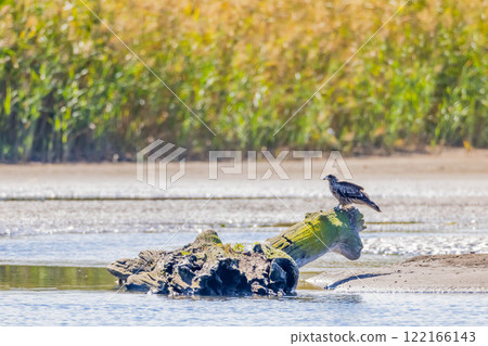 Tonbi Tonbi 122166143