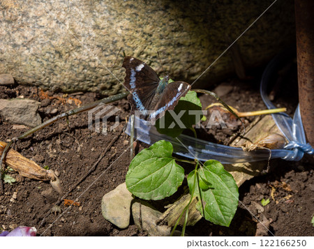 琉璃蛺蝶 122166250