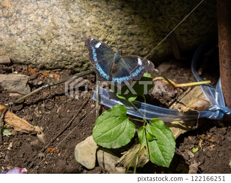 琉璃蛺蝶 122166251