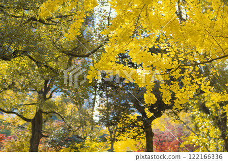 Yellow ginkgo trees in Hibiya Park [Autumn image] 122166336