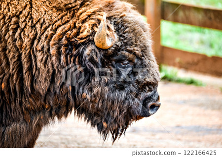 Close-up of American Bison (Bison-Bufalo), in Cabarceno Natural Park, Cantabria 122166425