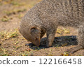 Banded mongoose in the Etosha National Park in Namibia, Africa. 122166458