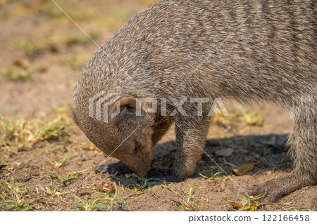 Banded mongoose in the Etosha National Park in Namibia, Africa. 122166458