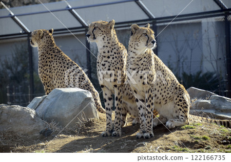 Cheetah Cheetah 122166735