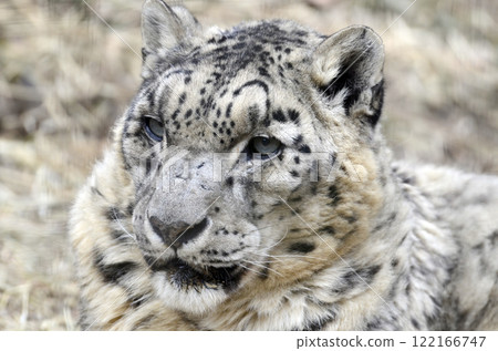 雪豹 122166747