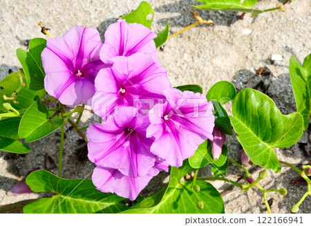 Ipomoea purple flowers on a sandy beach. Purple violet flower plant on a tropical sand beach Ipomoea purple flowers on a sandy beach. Purple violet flower plant on a tropical sand beach 122166941