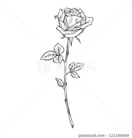 Bloom Rose flower in engraving style. Hand drawn vector outline illustration of floral plant on isolated background Engrave drawing painted by black inks Monochrome sketch Elegant modern graphic 122166989