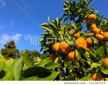 Blue sky and oranges Blue sky and oranges 122167224