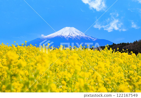 油菜花和富士山 油菜花和富士山 122167549