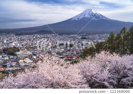 Spring in Arakurayama Sengen Park: Cherry blossoms in full bloom and snow-capped Mount Fuji seen from the hill at dusk [Fujiyoshida City, Yamanashi Prefecture] 122168000