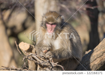 Japanese macaque Arashiyama Monkey Park Iwatayama 122168171