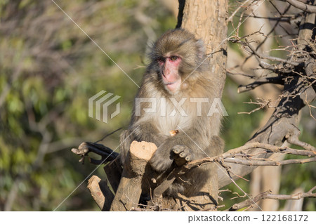 日本獼猴嵐山猴子公園岩田山 日本獼猴嵐山猴子公園岩田山 122168172