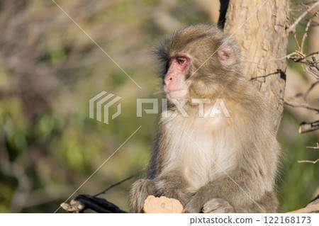 日本獼猴嵐山猴子公園岩田山 122168173