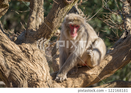 日本獼猴坐在樹上 嵐山猴子公園 岩田山 122168181