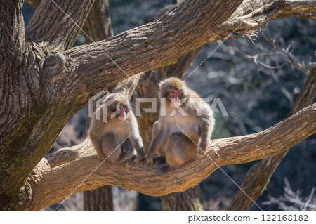 Japanese macaques sitting on a tree, Arashiyama Monkey Park Iwatayama 122168182