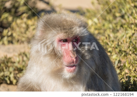 Japanese macaque Arashiyama Monkey Park Iwatayama 122168194