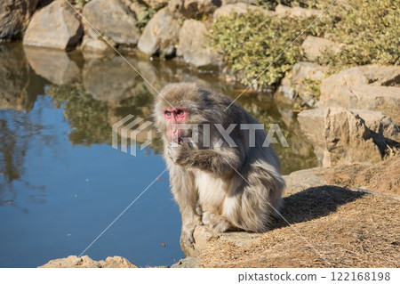 日本獼猴嵐山猴子公園岩田山 日本獼猴嵐山猴子公園岩田山 122168198