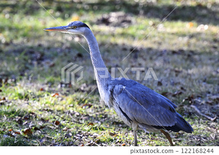 Gray heron Gray heron 122168244