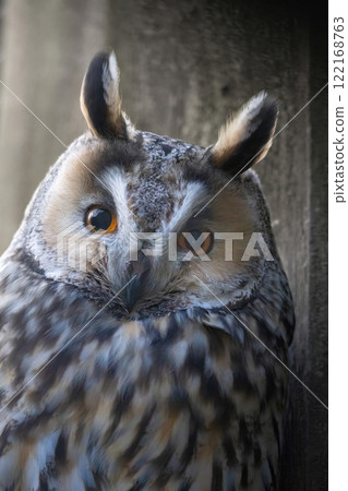long-eared owl (Asio otus) 122168763