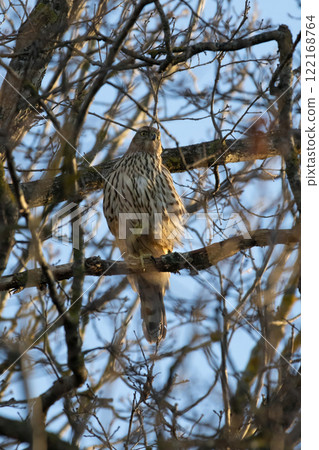 Juvenile Northern Goshawk (Accipiter gentilis) Juvenile Northern Goshawk (Accipiter gentilis) 122168764