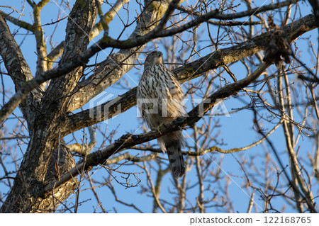 Juvenile Northern Goshawk (Accipiter gentilis) 122168765