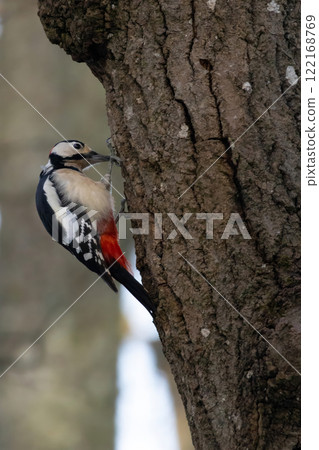 Greater Spotted Woodpecker(Dendrocopos major) 122168769