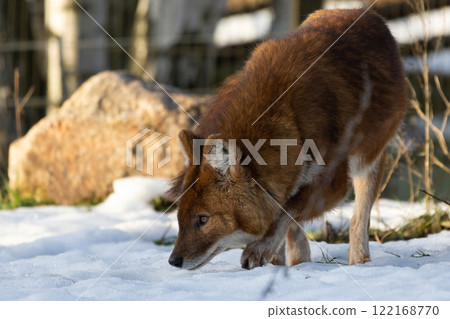 Hunting Red Ussuri Dhole wolf. Winter time Hunting Red Ussuri Dhole wolf. Winter time 122168770