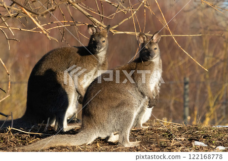Red-necked wallaby (Macropus rufogriseus) 122168778