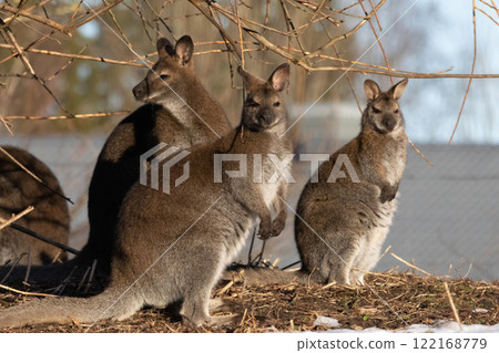 Red-necked wallaby (Macropus rufogriseus) 122168779