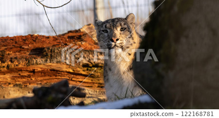 Close up of a beautiful snow leopard Irbis 122168781