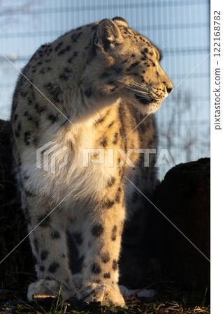 Close up of a beautiful snow leopard Irbis Close up of a beautiful snow leopard Irbis 122168782