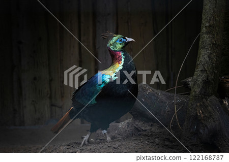 A Close up of a beautiful Himalayan Monal 122168787