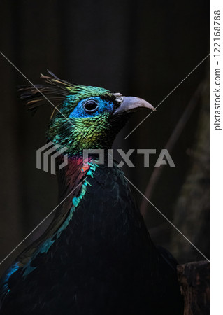 A Close up of a beautiful Himalayan Monal 122168788