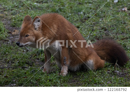 Ussuri dhole (Cuon alpinus alpinus) Ussuri dhole (Cuon alpinus alpinus) 122168792