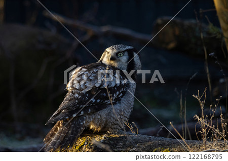 Northern hawk-owl (Surnia ulula). Wildlife bird. 122168795