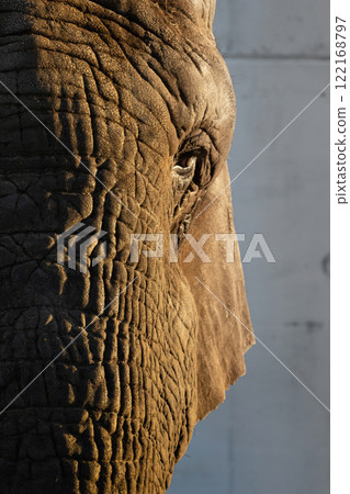Detail face african elephant.  Elephant, closeup portrait of African elephant. 122168797