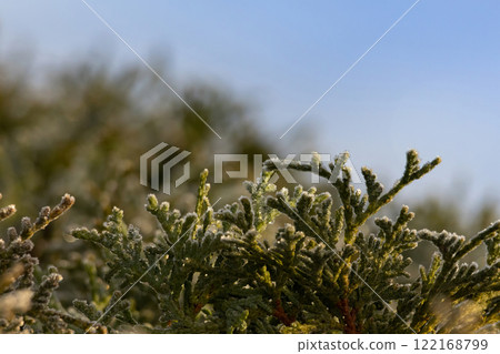 Foliage of Thuja occidentalis covered with hoarfrost Foliage of Thuja occidentalis covered with hoarfrost 122168799