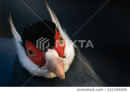 Eared pheasant head. Close-up photography. 122168800