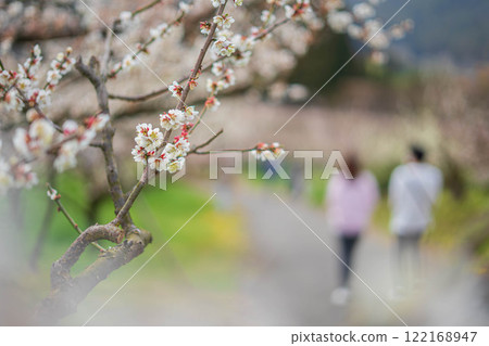 Plum blossoms in Oyamacho, Hita City Plum blossoms in Oyamacho, Hita City 122168947