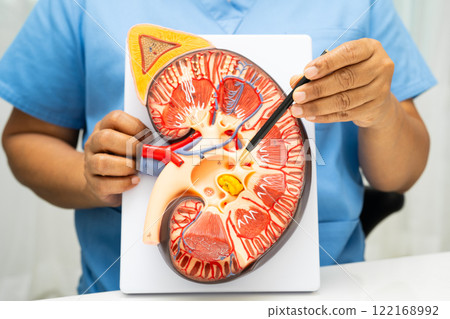 Kidney disease, Chronic kidney disease ckd, Doctor hold human model to treat and study in hospital. 122168992