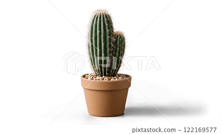 Two tall green cacti growing together in a light brown pot on a white background 122169577