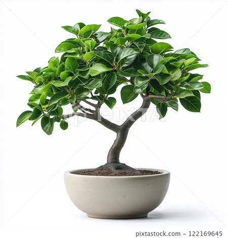 A lush green indoor tree planted in a contemporary ceramic pot, isolated against a clean white background. Vibrant foliage and perfect aesthetic for interior spaces and modern home decoration. 122169645