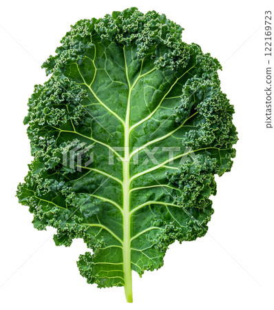 Detailed close-up of a green leaf showcasing intricate vein patterns against a white background 122169723